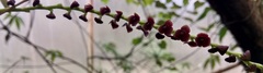 Stelis purpurascens