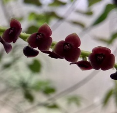 Stelis purpurascens