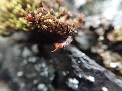 Schistidium apocarpum