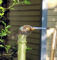 Pachydiplax longipennis