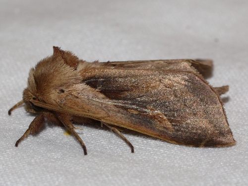 Pickerelweed Borer Moth (Bellura densa) · iNaturalist
