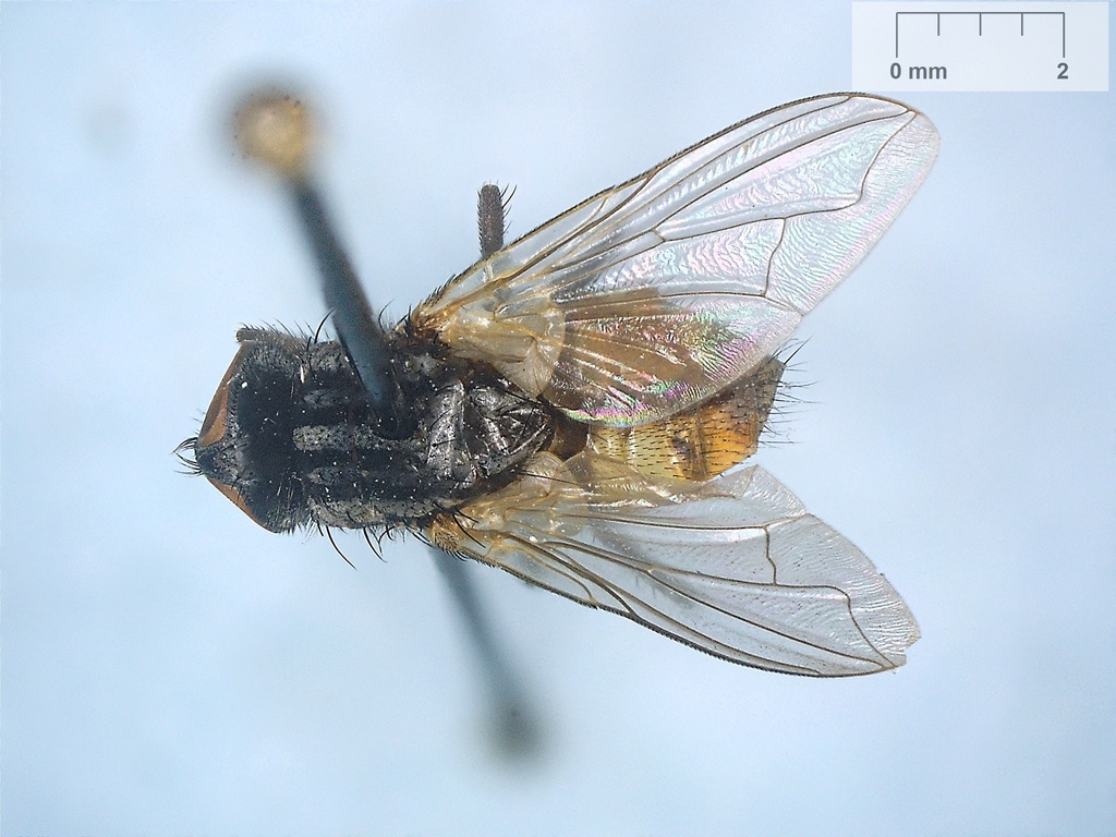 Musca from Plessisville, QC, Canada on July 25, 1978 by Jean-François ...