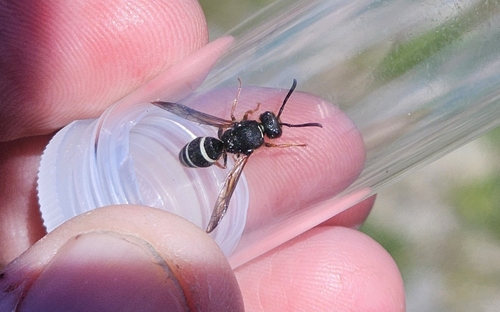 Ancistrocerus scoticus
