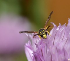 Ancistrocerus catskill