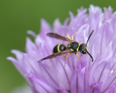 Ancistrocerus catskill