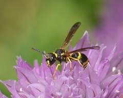 Ancistrocerus catskill