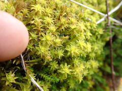 Syntrichia princeps