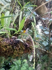 Stelis purpurascens