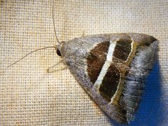 Grammodes quaesita