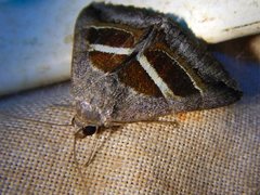 Grammodes quaesita