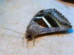Grammodes quaesita