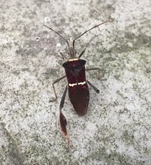Leptoglossus macrophyllus
