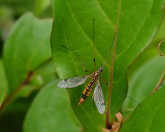 Hesperotipula