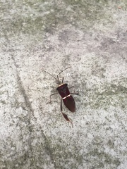 Leptoglossus macrophyllus