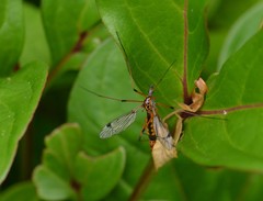 Hesperotipula