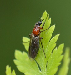 Dilophus strigilatus