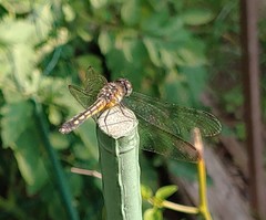 Pachydiplax longipennis