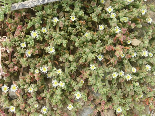 Mesembryanthemum nodiflorum