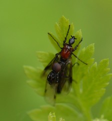 Dilophus strigilatus