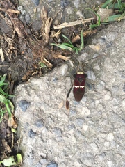 Leptoglossus macrophyllus