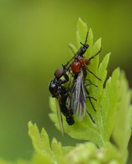 Dilophus strigilatus