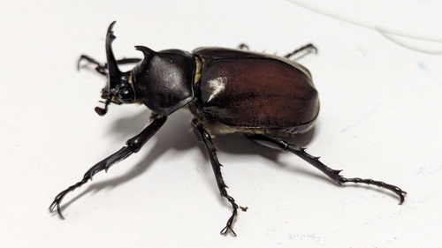 Japanese Rhinoceros Beetle photo 5