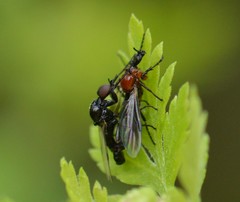 Dilophus strigilatus