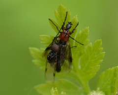 Dilophus strigilatus