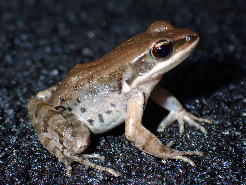 LaTouche's Frog in June 2024 by thermophis · iNaturalist