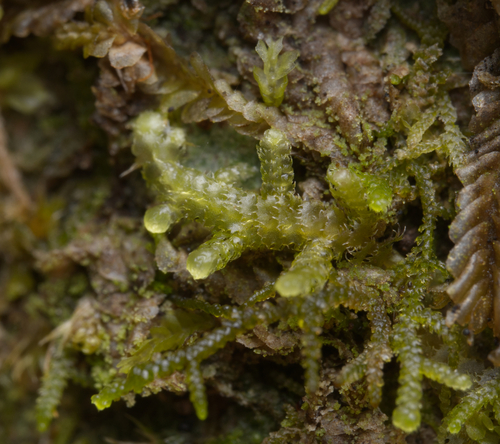 Lepidozia hirta