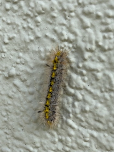 Lophocampa sobrina