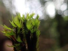 Fissidens grandifrons