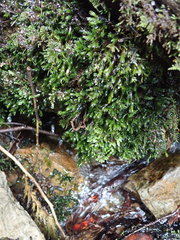 Fissidens grandifrons