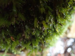 Fissidens grandifrons