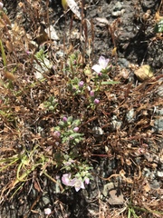 Hesperolinon congestum