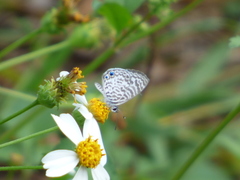 Leptotes cassius