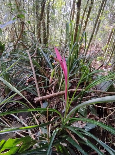 Billbergia nutans