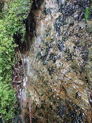 Fissidens grandifrons