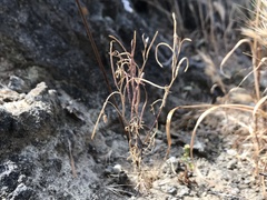Sibara filifolia