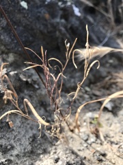 Sibara filifolia