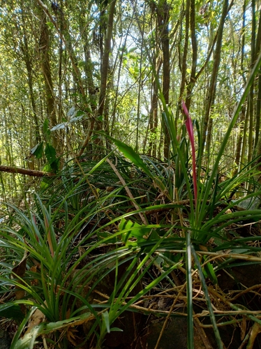 Billbergia nutans