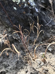Sibara filifolia