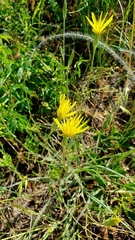 Pseudopodospermum hispanicum