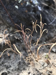 Sibara filifolia