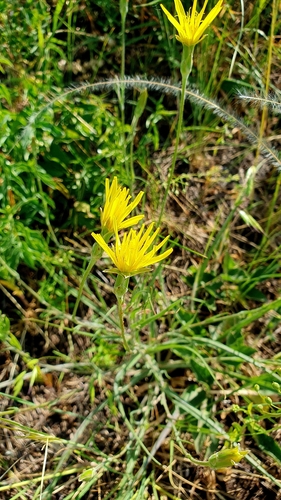 Pseudopodospermum hispanicum, photograph 1
