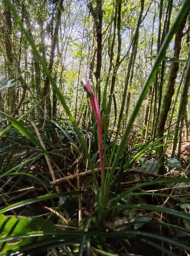 Billbergia nutans