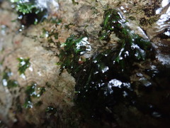 Fissidens grandifrons