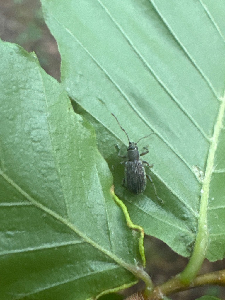 Asian Oak Weevil from NC Botanical Garden on June 7, 2024 by ...