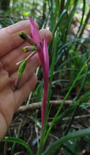 Billbergia nutans