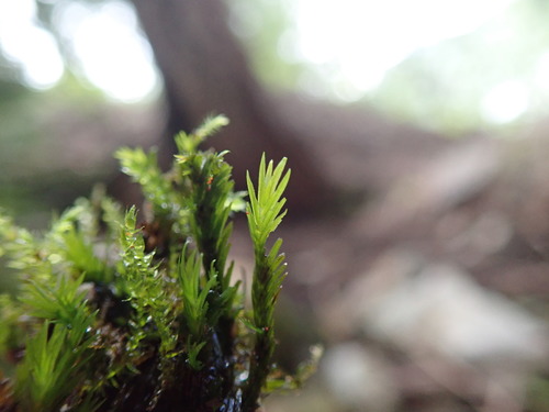 Image of Fissidens grandifrons by no rights reserved